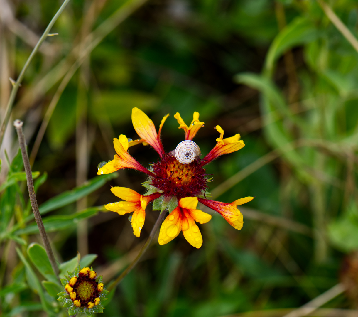 Strandblümchen