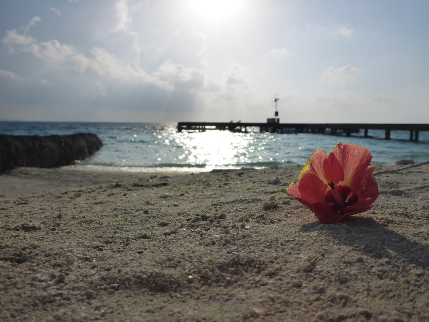 Strandblüte