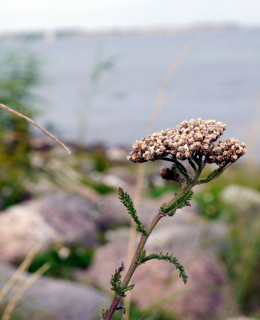 Strandblüte