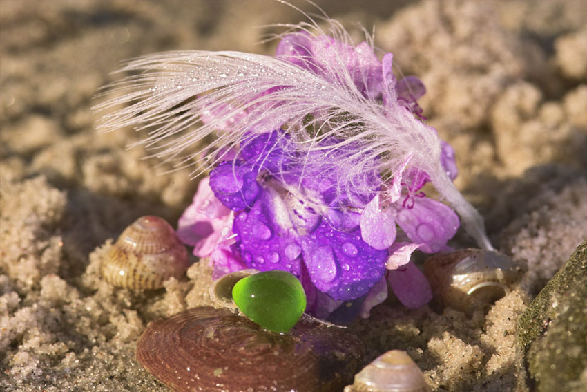 Strandblüte