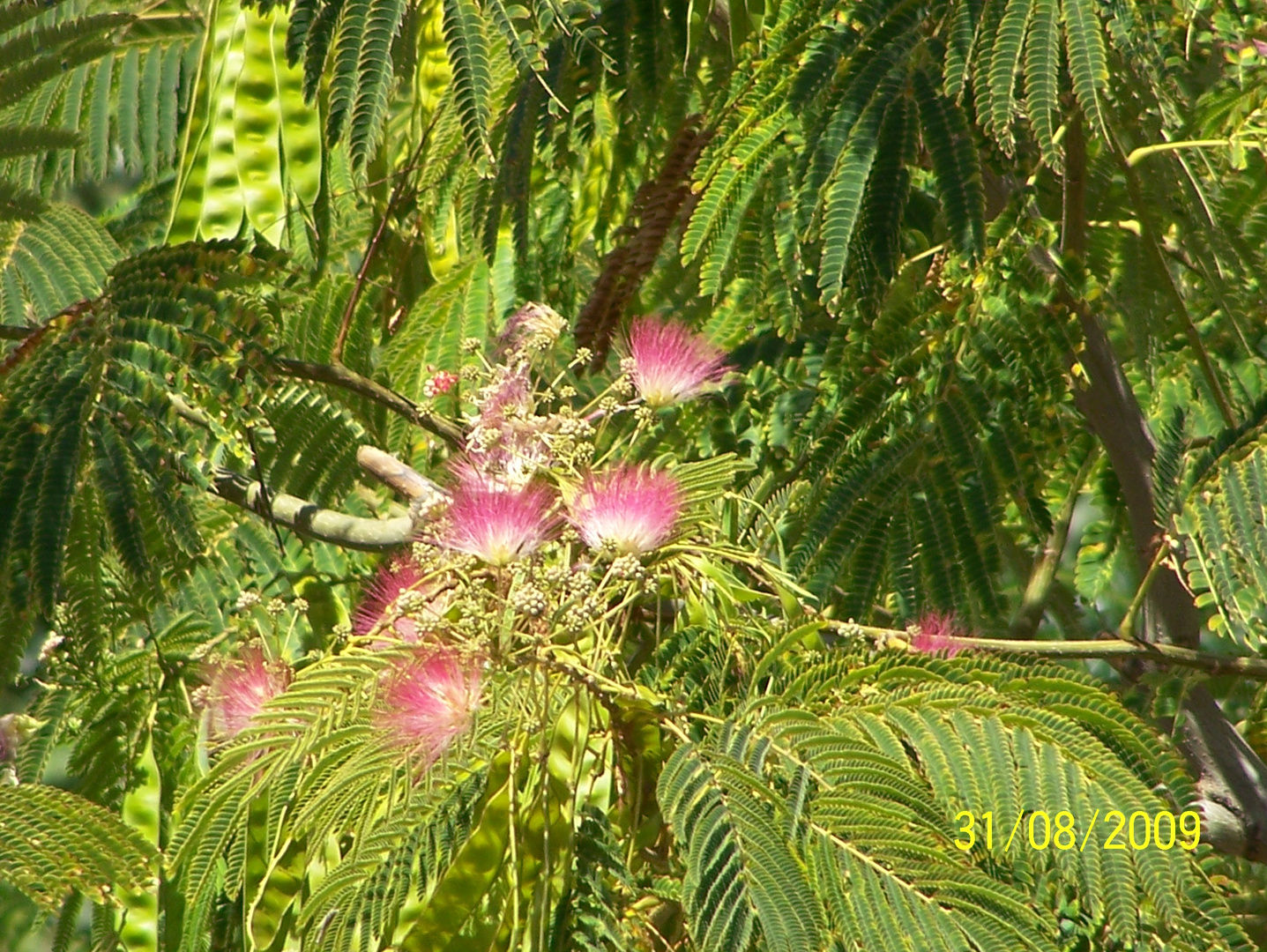 Strandblüte