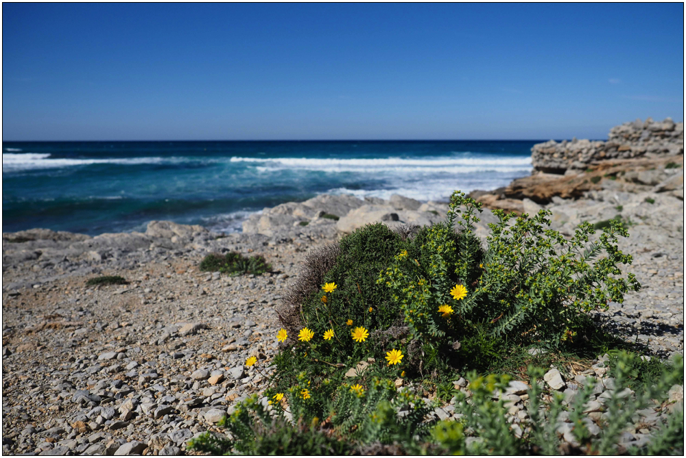 Strandblüten