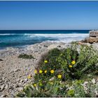 Strandblüten