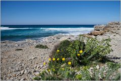 Strandblüten