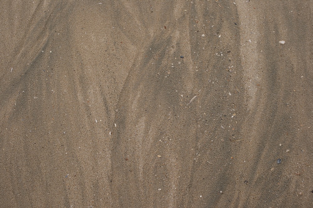 Strandblüten am Meer