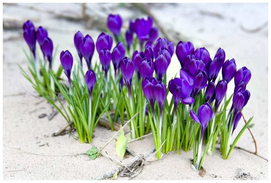 Strandblüten, oder ...