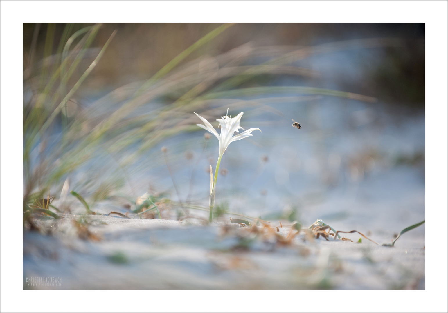 Strandblume