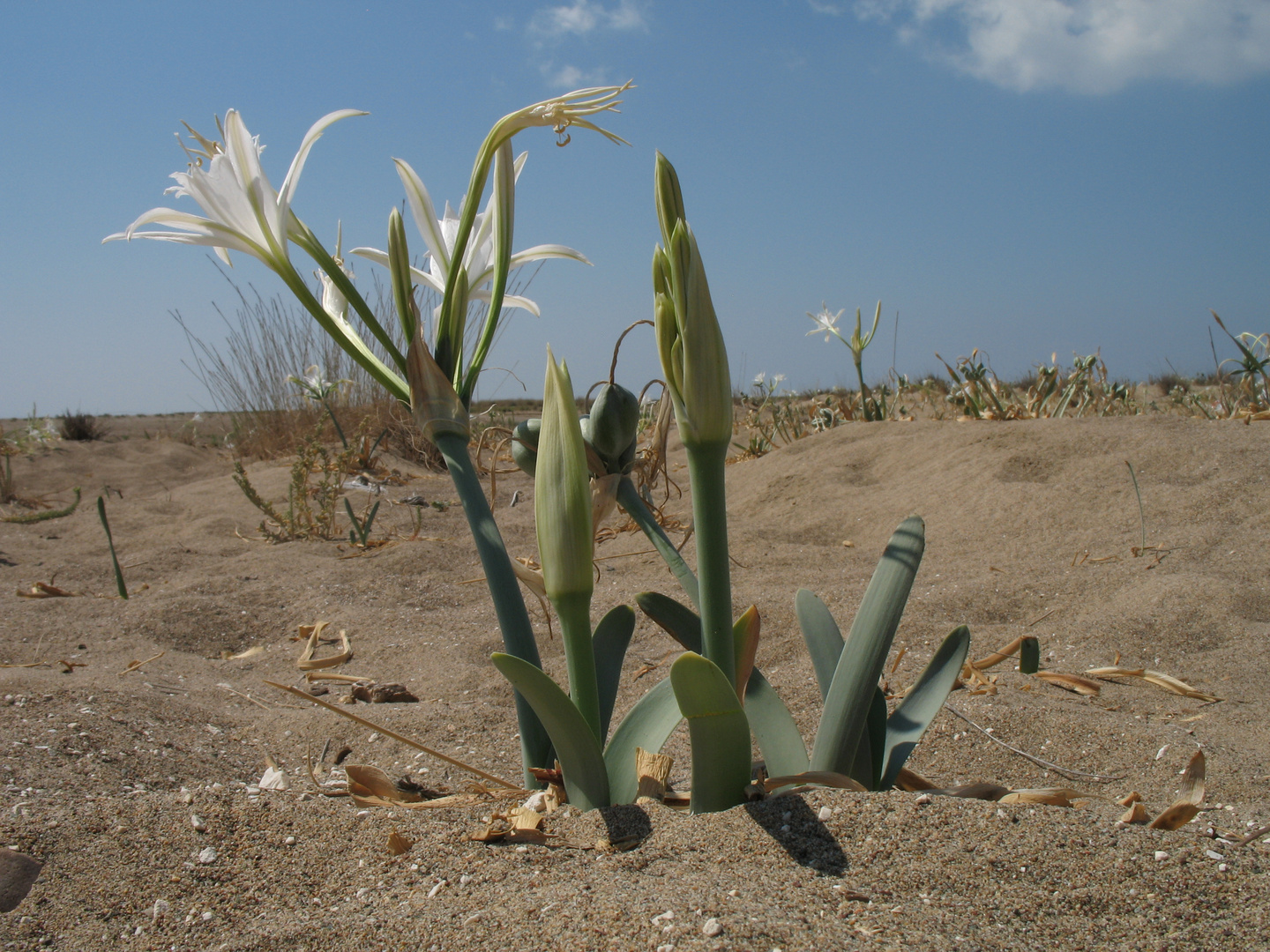 Strandblume