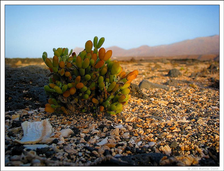 Strandblume