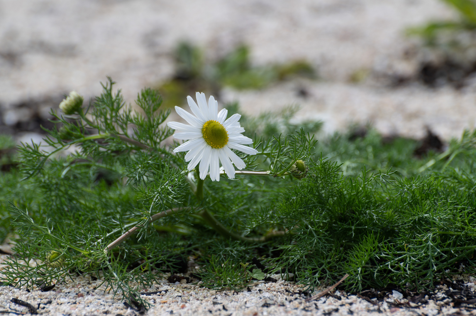 __ Strandblume in Schottland __