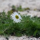 __ Strandblume in Schottland __