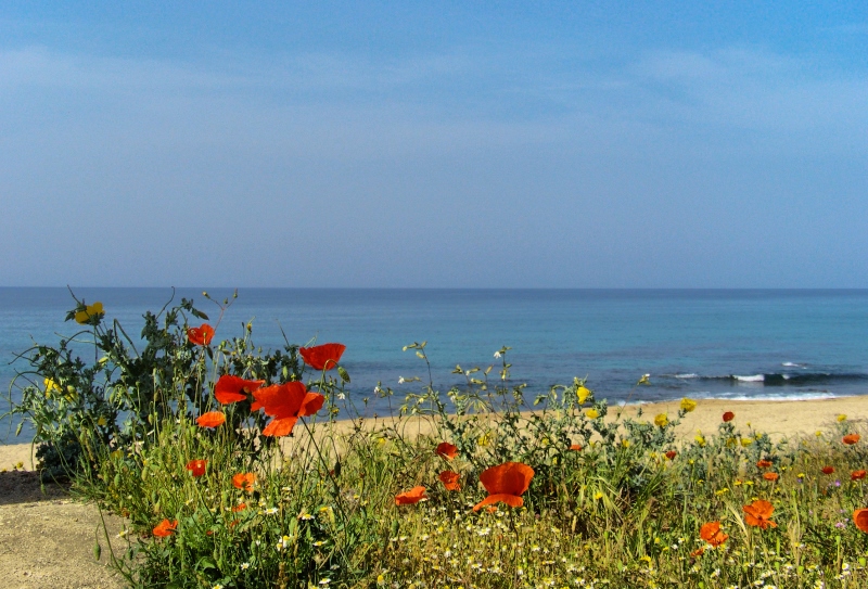 Strandblumen auf Korsika