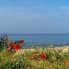 Strandblumen auf Korsika