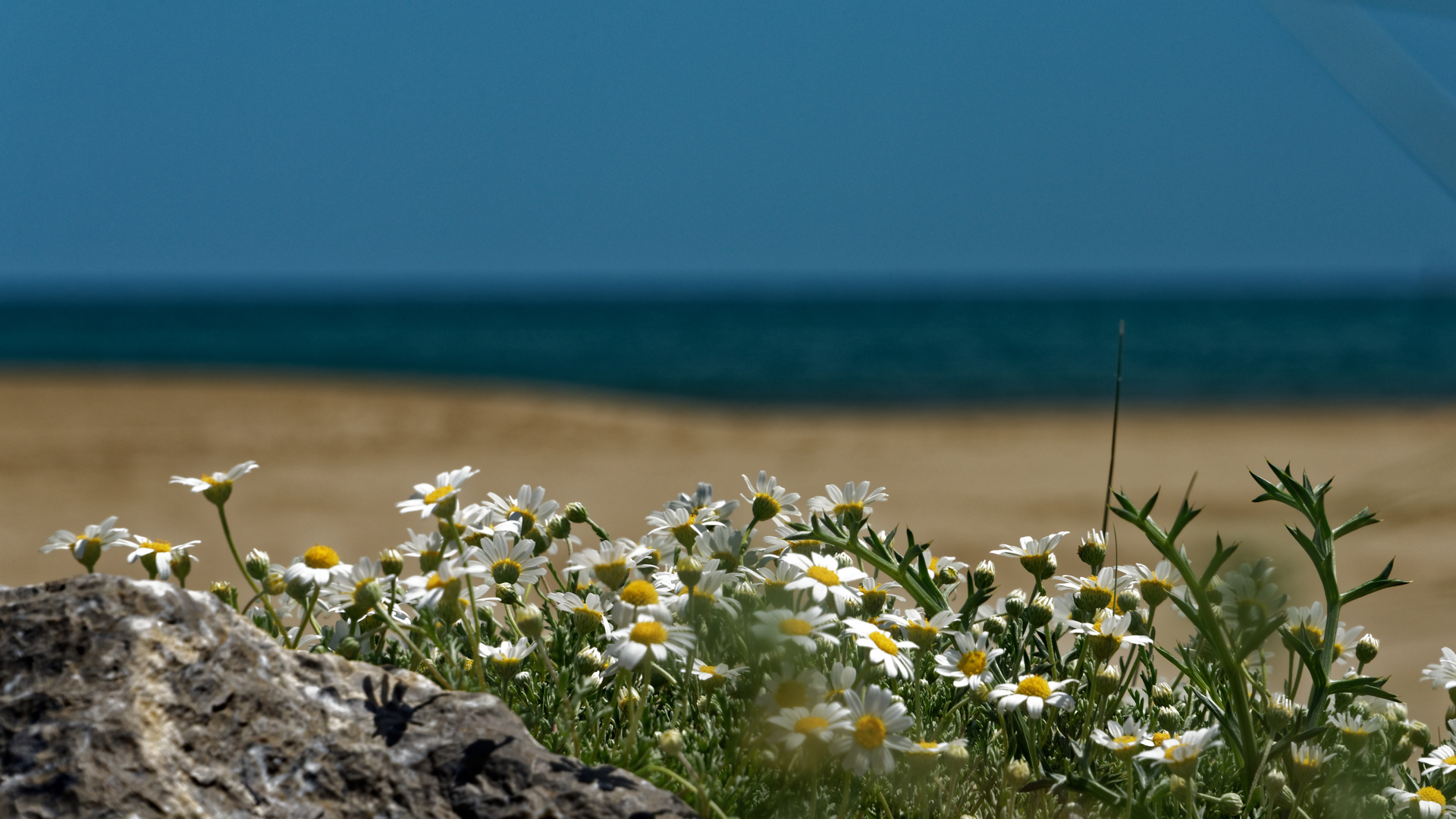 Strandbouquet