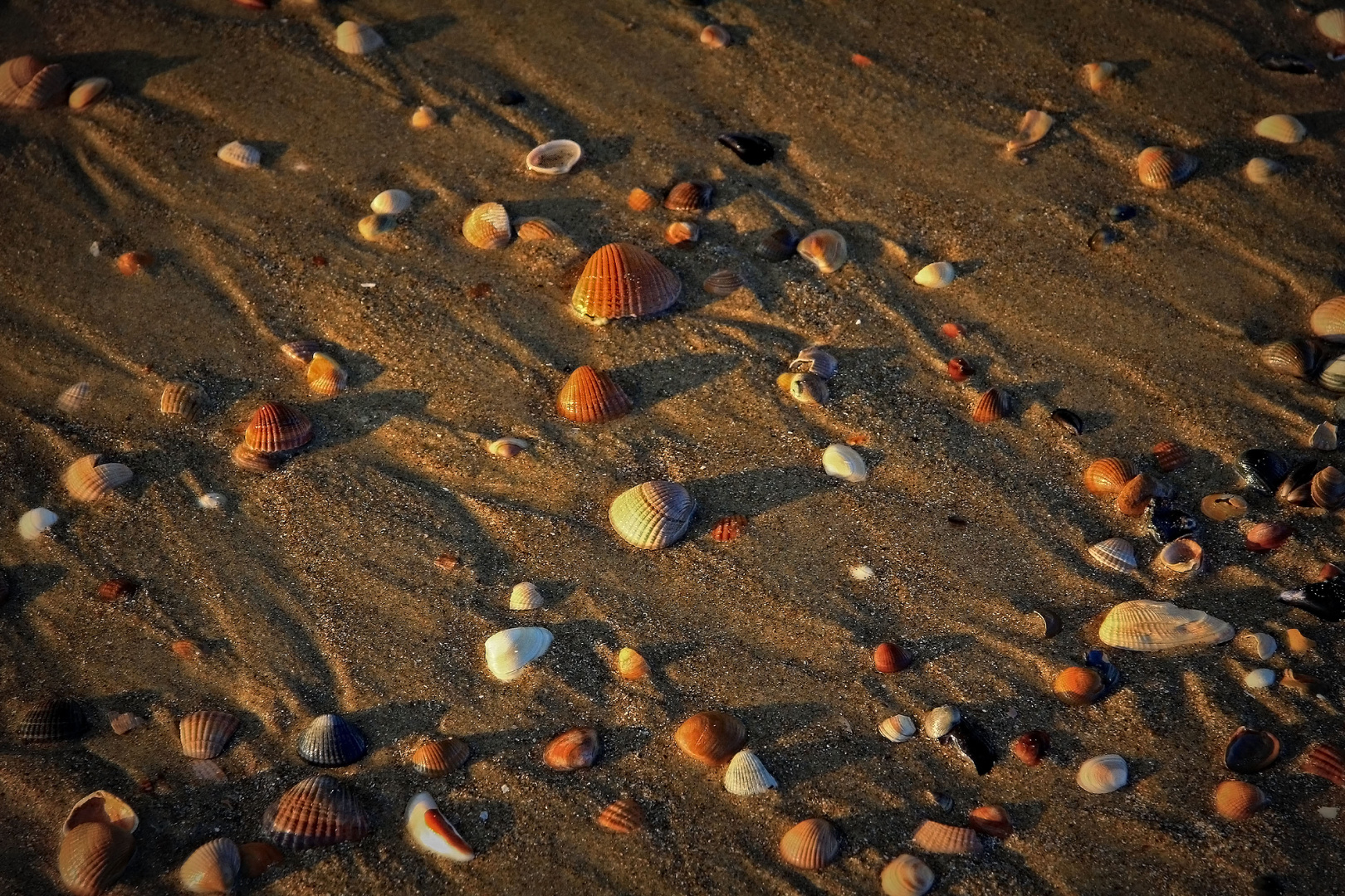 Stranddetail im Abendlicht