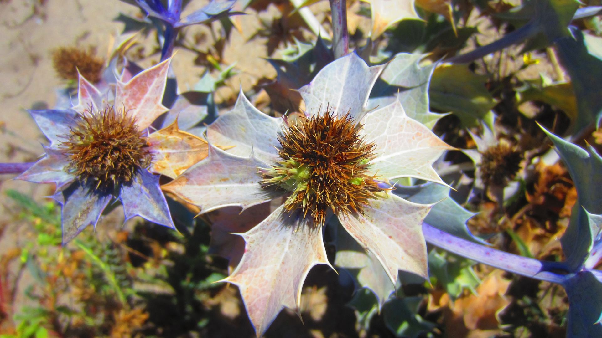 Stranddistel