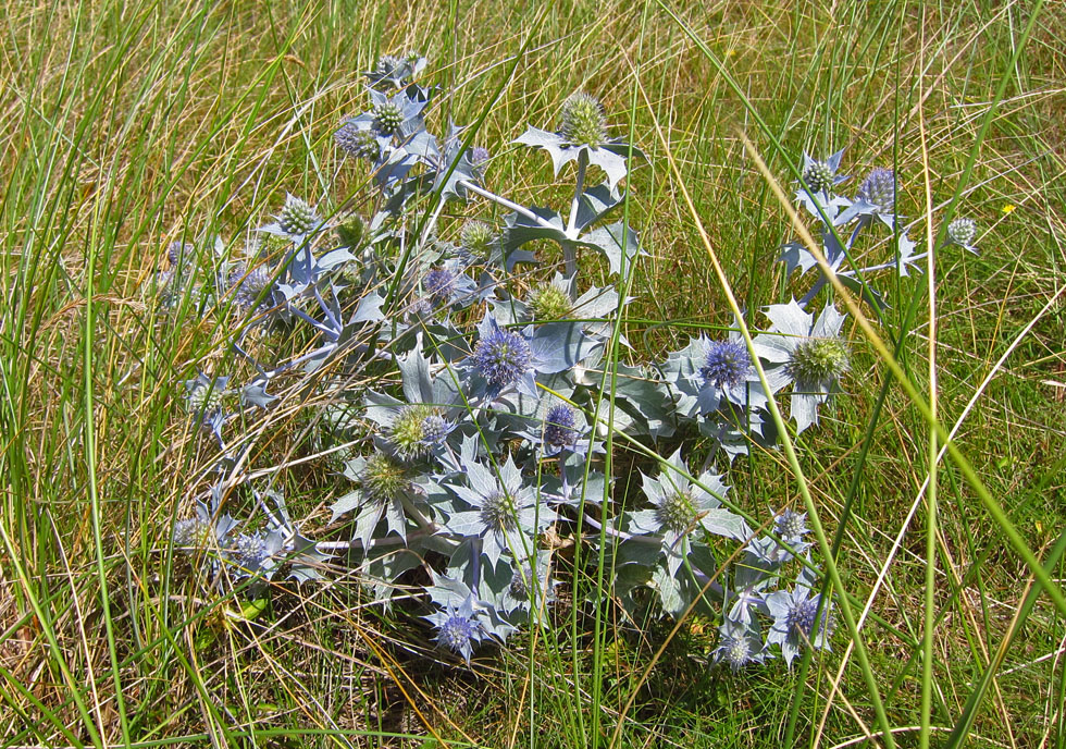 Stranddistel