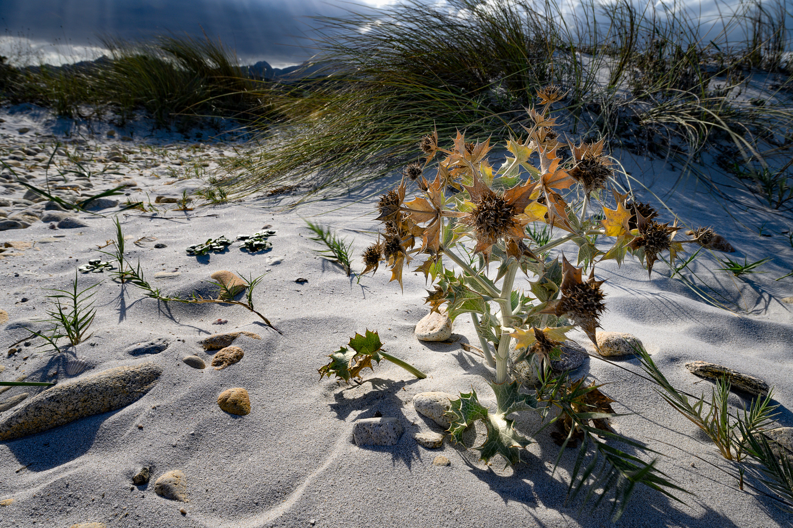 Stranddistel