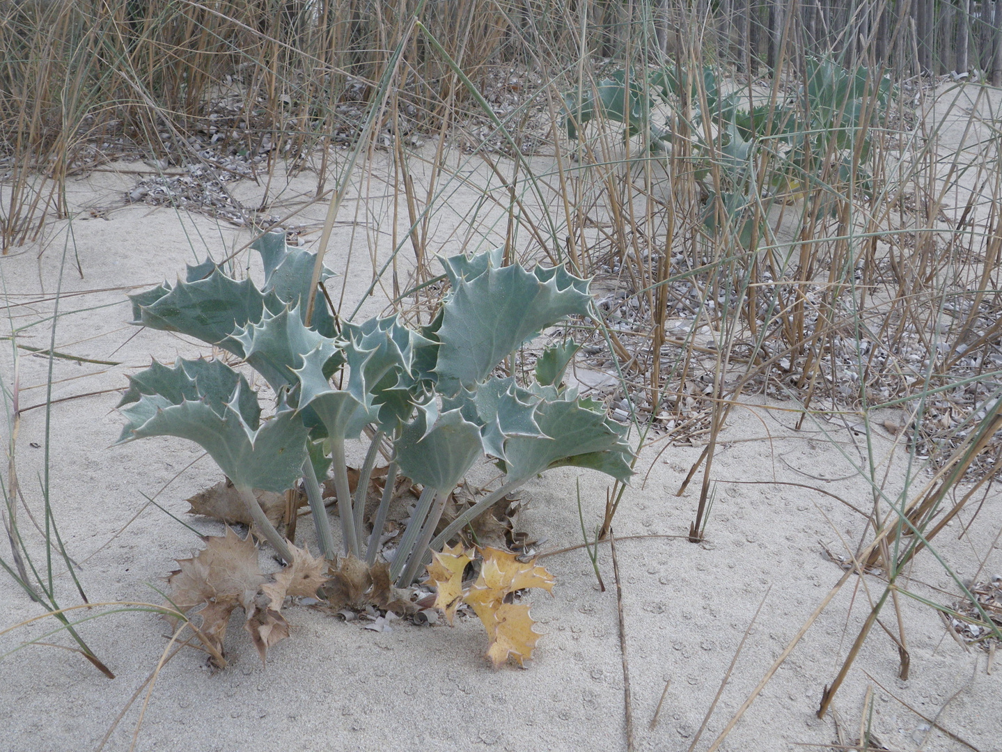 Stranddistel (Eryngium maritimum)