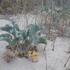 Stranddistel (Eryngium maritimum)