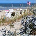 Stranddistel (Eryngium maritimum)