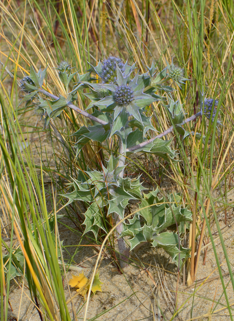 Stranddistel - Eryngium maritimum, auch Meer-Mannstreu genannt