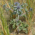 Stranddistel - Eryngium maritimum, auch Meer-Mannstreu genannt