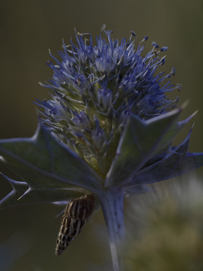 Stranddistel (Eryngium maritimum)