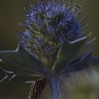 Stranddistel (Eryngium maritimum)