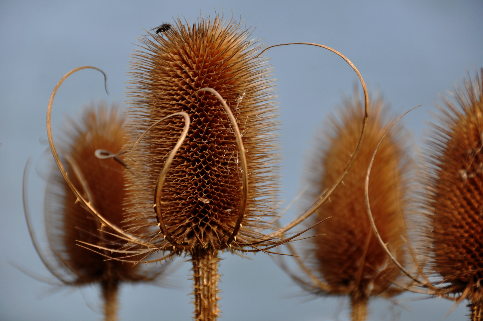 Stranddistel mit Fliege