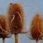 Stranddistel mit Fliege