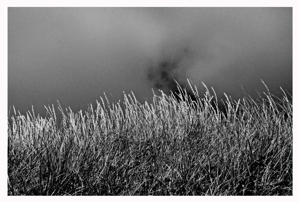 - Stranddüne -