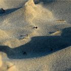 Stranddünen  auf Langeoog