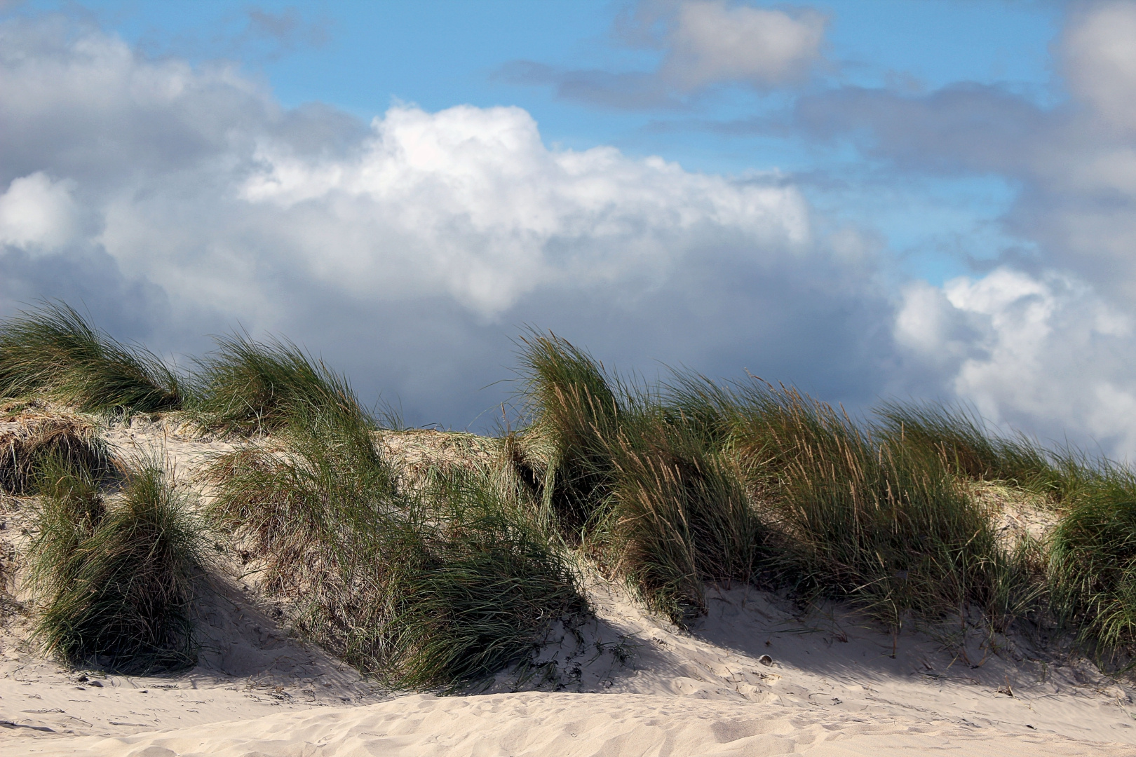 Stranddünen in Warnemünde