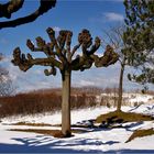 Stranddünen - Schnee vor Ostern