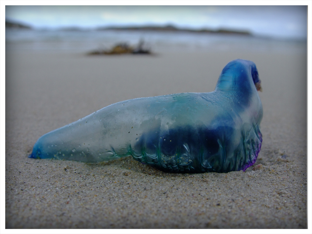 Stranded Bluebottle