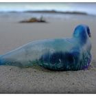 Stranded Bluebottle