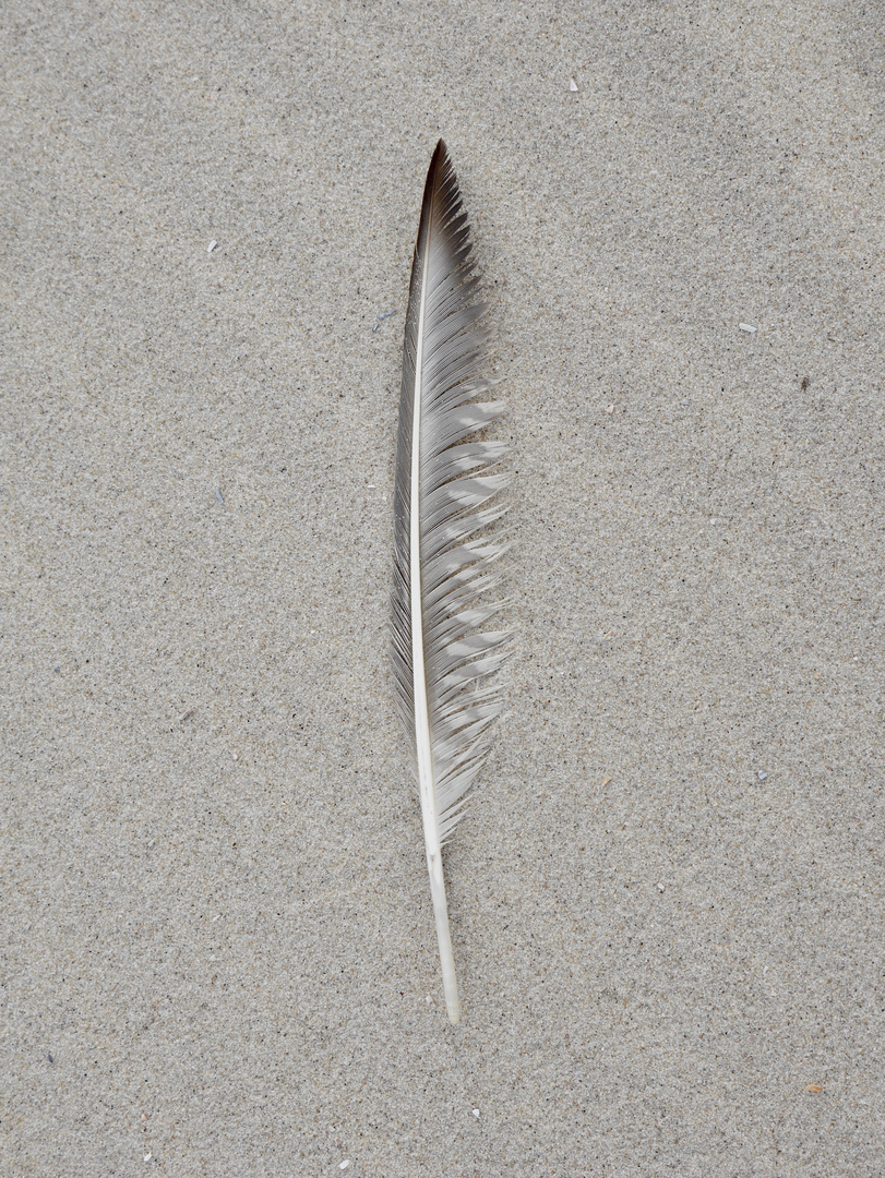 Strandfeder auf Wangerooge 1