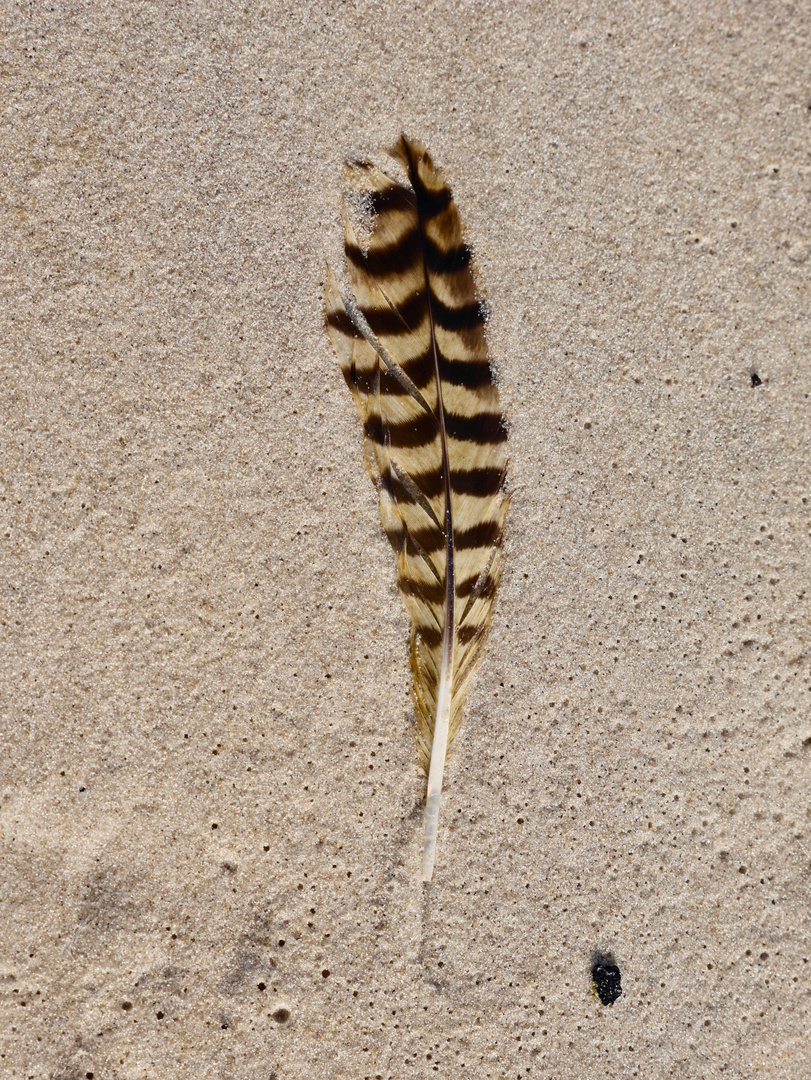 Strandfeder auf Wangerooge