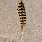 Strandfeder auf Wangerooge