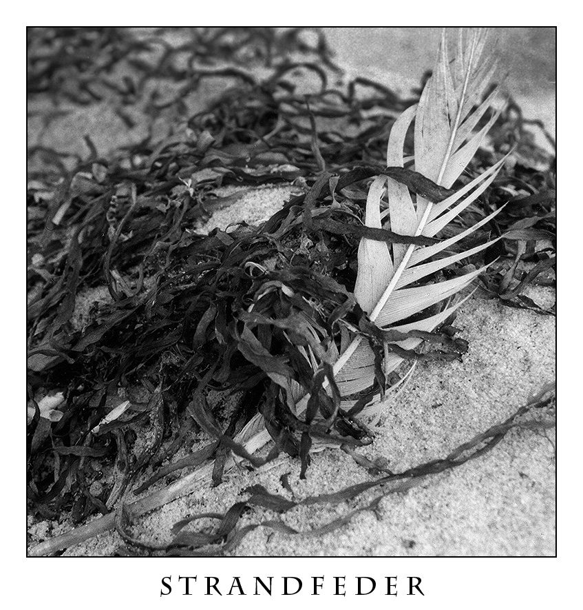 Strandfeder