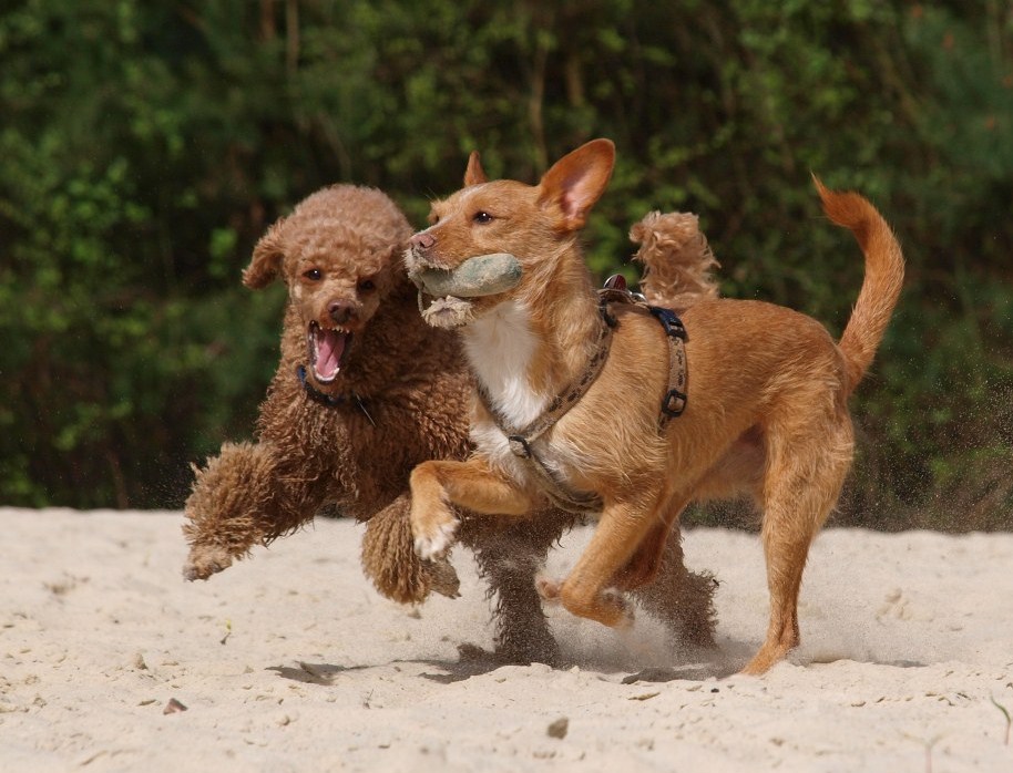 Strandfeeling für Hunde