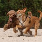 Strandfeeling für Hunde