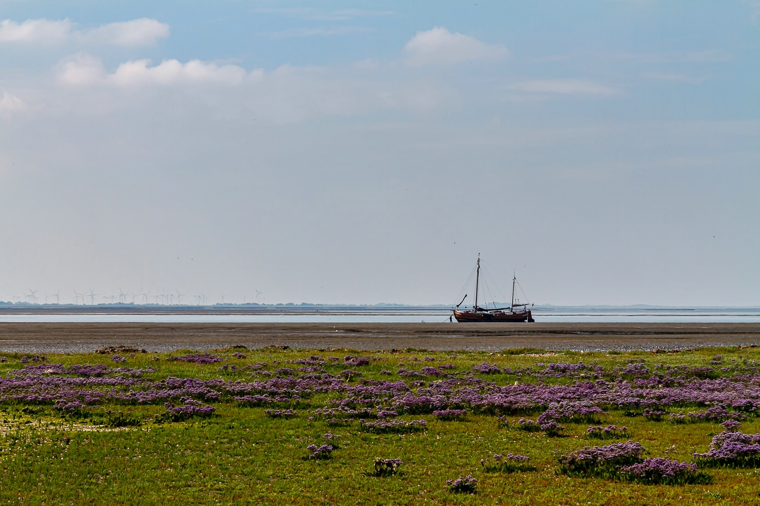 Strandflieder