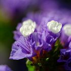 Strandflieder, Meerlavendel, Limonium latifolium (2)