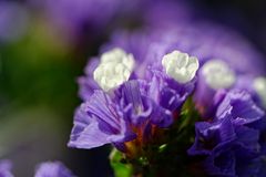 Strandflieder, Meerlavendel, Limonium latifolium (2)