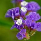 Strandflieder, Meerlavendel, Limonium latifolium 