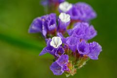 Strandflieder, Meerlavendel, Limonium latifolium 