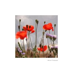 Strandflieder trifft Mohn