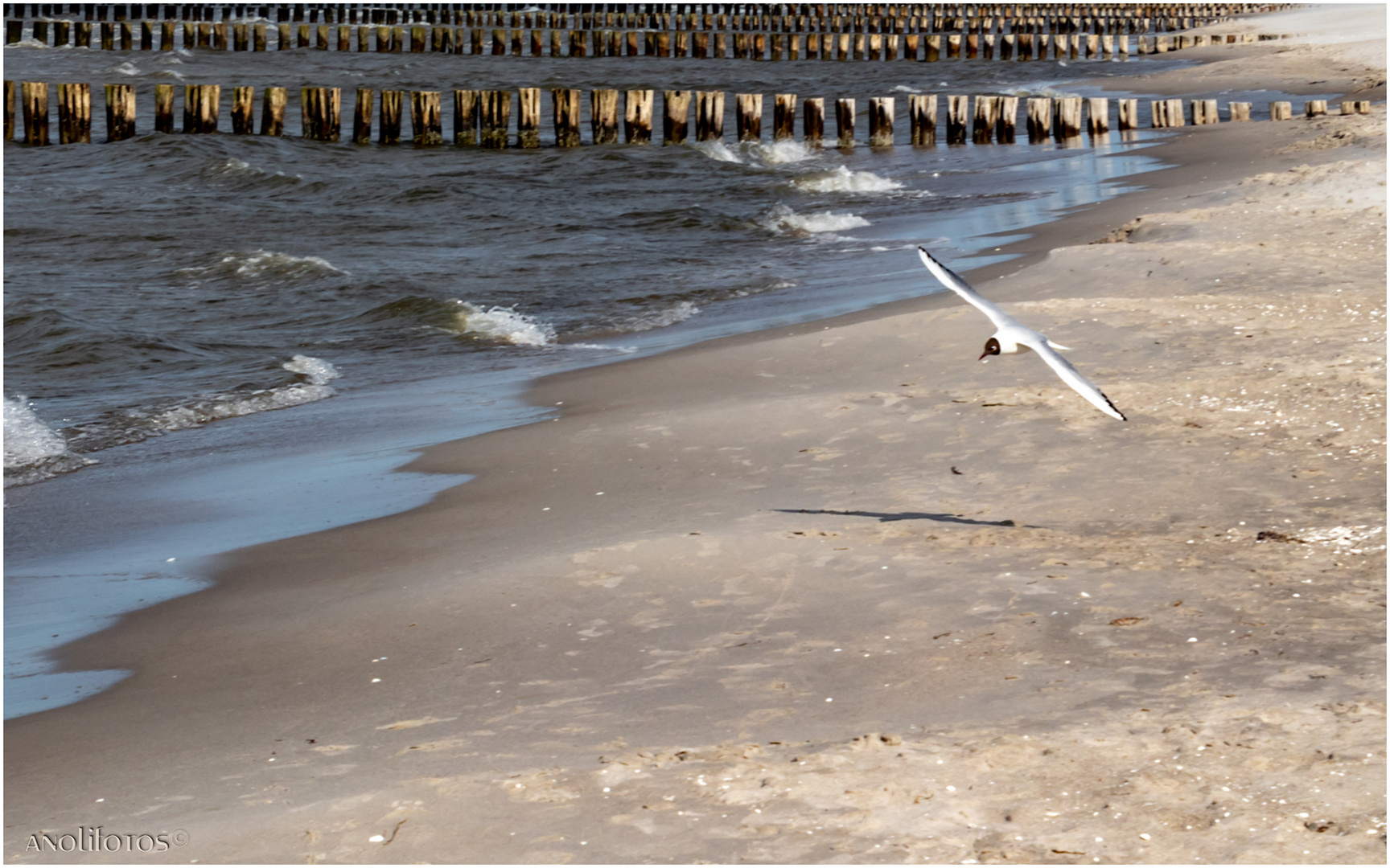 Strandflieger